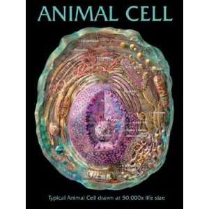 SciEd Cell Structure Charts; Animal Cell Wall Chart  