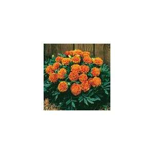  Marigold Janie Flame Patio, Lawn & Garden