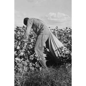  Migratory field worker picking cotton 20x30 Canvas