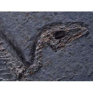  Detail of Fossil Head (Sinosauropteryx Prima), 120 Million 