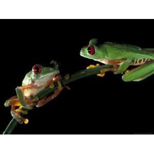  Red Eyed Tree Frogs, Barro Colorado Island, Panama Premium 