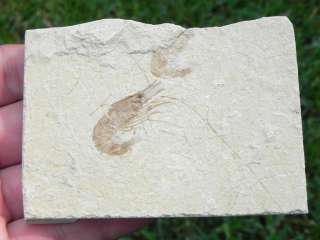 1a Lebanon Fossil Shrimp Jusassic 100% AUTHENTIC FOSSIL  