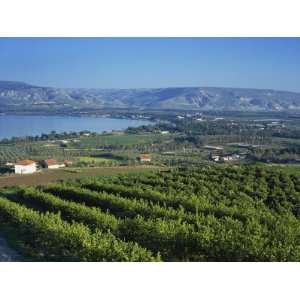 View of the Sea of Galilee, Zemakh Area, Israel, Middle East Stretched 