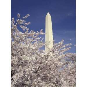  Cherry Blossom Festival and the Washington Monument, Washington DC 