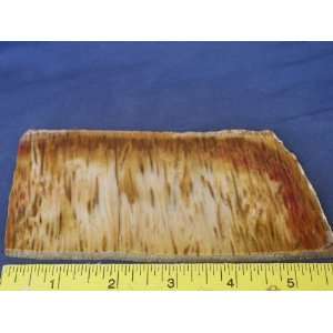   Very Rare Louisiana Petrified Palm Wood Slab, 7.24.6: Everything Else