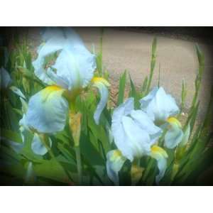  White Reprise Rebloomer Tall Bearded Iris Rhizome 