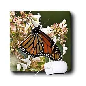   Butterflies and Moths   Monarch Butterfly feeding on Flowering Bush II