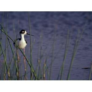 Black Necked Stilt, Malheur National Wildlife Refuge, Oregon, USA 