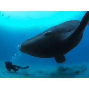 Diver Has a Close Encounter Wih a Southern Right Whale Photographic 