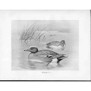  Birds Frohawk Drawings Antique Print Duck Widgeon