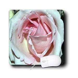 WhiteOak Photography Rose Prints   White and Pink Soft Rose   Mouse 