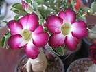 Violet Adenium Obesum Desert Rose Impala Lilt Mock Az