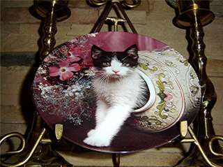Peek A Boo Kitty PICTURE PURRFECT Persian Cat Kitten Crestley Plate 