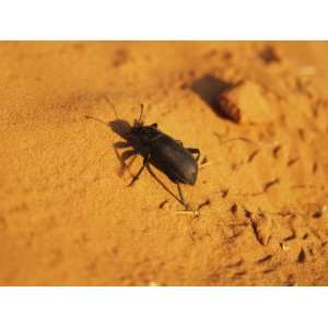  Close Up of Insect on Desert Floor, Arches National Park 