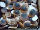 sea shell cats eyes 1/2   1 in for crafts or? lot 