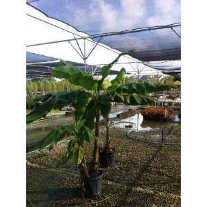    Musa Mekong Giant   Hardy Banana, Live Plant Patio, Lawn & Garden