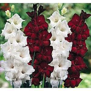  Cafe Au Lait Large Flowering Gladiolus 10 Bulbs Patio 