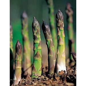  Jersey Supreme Asparagus, 25 Crowns Patio, Lawn & Garden