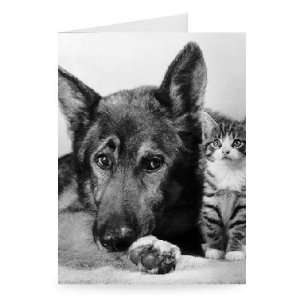  Max the Alsatian looking after a kitten   Greeting Card 