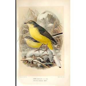  Grey Wagtail *2 Lilford Birds 1885 97 By J G Keulemans 