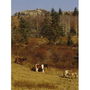  Wild Horses, Fir and Ash Trees on the Appalachian Trail 