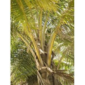  Close Up of Palm Tree Trunk and Leaves, Ambergris Caye 