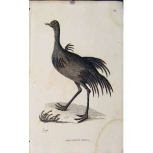   Art Engraved Birds Antique Print American Rhea Copper