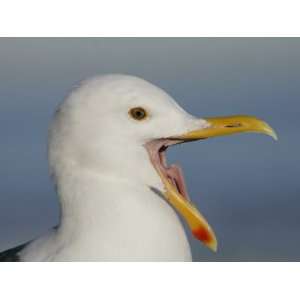  Western Gull with its Bill Open Wide, Larus Occidentalis 