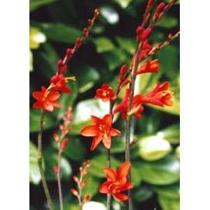  Crocosmia Red King   Montbretia: Patio, Lawn & Garden