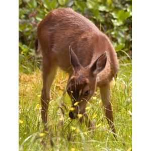  Sitka Black Tail Deer, Fawn Eating Grass, Queen Charlotte 