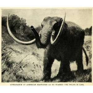  1907 Print American Mastodon Animal Wildlife Extinction 