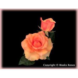  Sunstruck (Rosa Hybrid Tea)   Bare Root Rose: Patio, Lawn 
