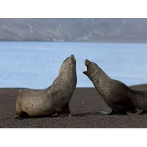 Antarctic Fur Seals (Arctocephalus Gazella), Deception Island, South 