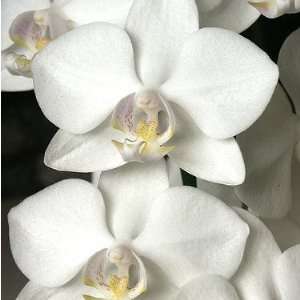 Phalaenopsis Orchid Plant   Approx. 6   10 Inches:  Grocery 