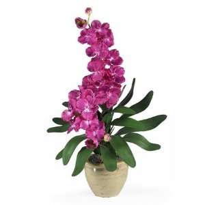   USA zeusd1 CALA 4269938 Double Stem Vanda Orchid