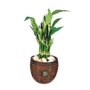  Nu Dell Artificial Lucky Bamboo Plant in a Brown/Jade 