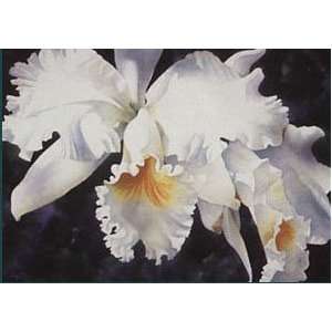  Arleta Pech   Orchid Magic Artists Proof