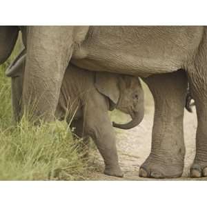  Elephant and young, Corbett National Park, Uttaranchal 