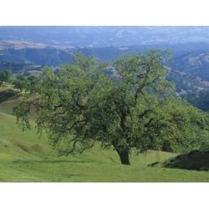 Oak Woodland, Quercus, and Grassland in the Coast Ranges of California 