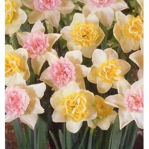   Cupfuls Double Daffodil Collection 10 Bulbs Patio, Lawn & Garden