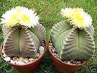 Astrophytum KIKO nudum rare cactus plant cacti 15 SEEDS