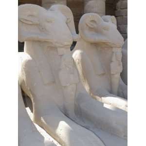  Ram Headed Sphinxes, Temple of Karnak, Near Luxor, Thebes 