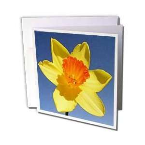    Daffodils   Daffodil   daffodils, flowers, jonquils, daffodils 