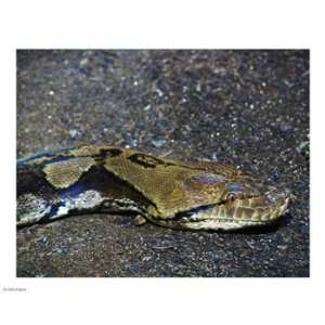  Reticulated Python Head 10.00 x 8.00 Poster Print