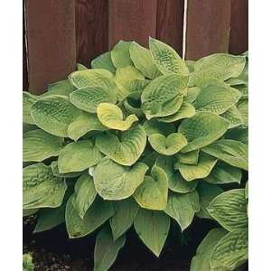  PLANTAIN LILY AUGUST MOON / 1 gallon Potted Patio, Lawn 
