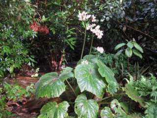    BEGONIA FUSCA. Extremely Rare Cloud Forest Species Plant  