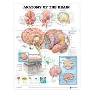 Anatomy of the Brain, (1587790890), Lippincott Williams & Wilkins 