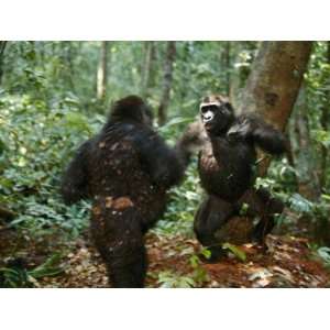  Orphan Lowland Gorillas Compete for Dominance Photographic 