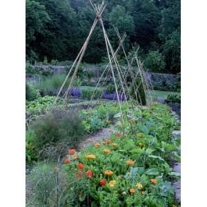  Kitchen Garden with Orange Calendula (Scotch Marigold) and 