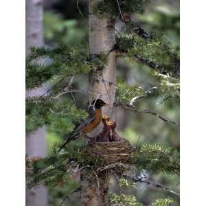  American Robin, Turdus Migratorious, Feeding Young 